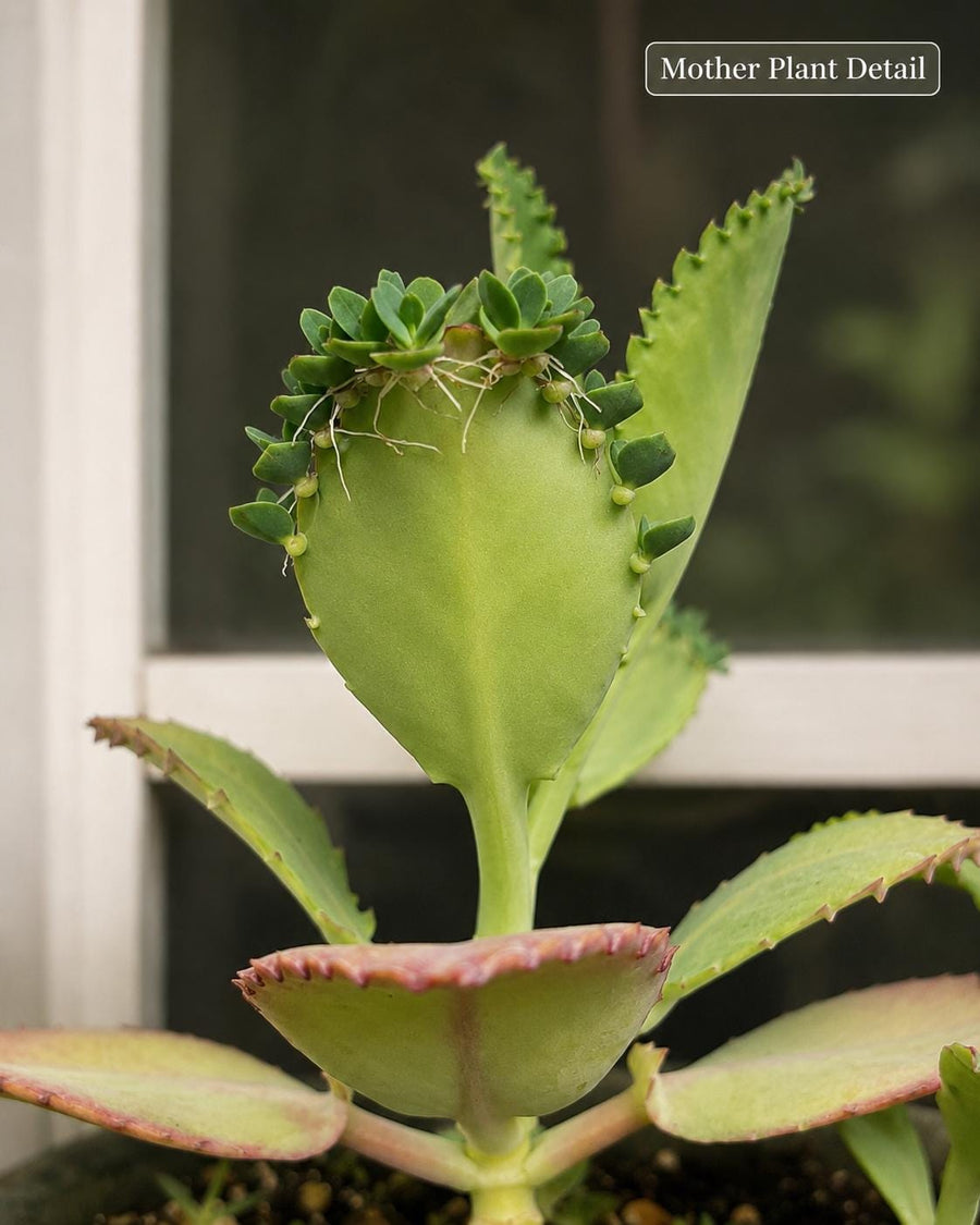Other Live Plants