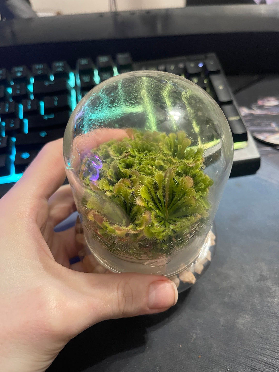 Why Sundews Lose Their Dew: Light, Acclimation, and Stress