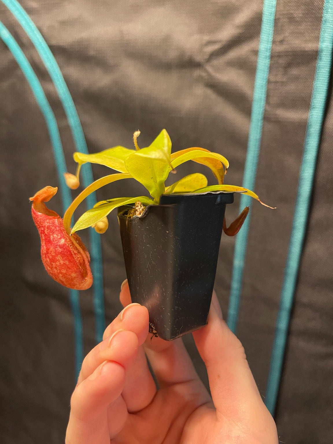 Hand holding a Nepenthes St. Gaya starter plant in a black nursery pot inside a grow tent