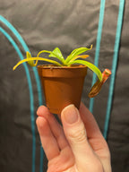 Nepenthes Starter 3 Pack, Live Carnivorous Pitcher Plant Collection, Miranda St. Gaya Ventrata Tropical Houseplant Gift Set