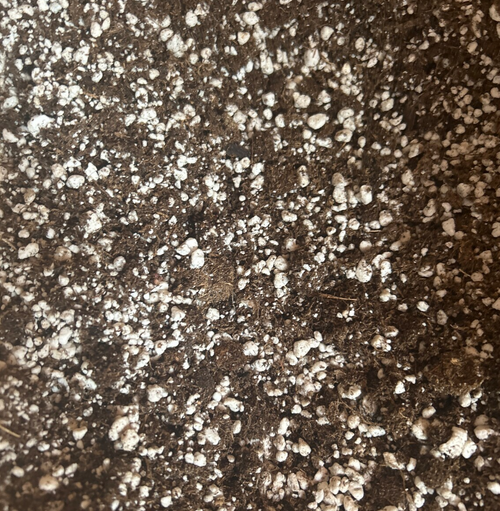 Peat moss and perlite carnivorous bog mix close-up