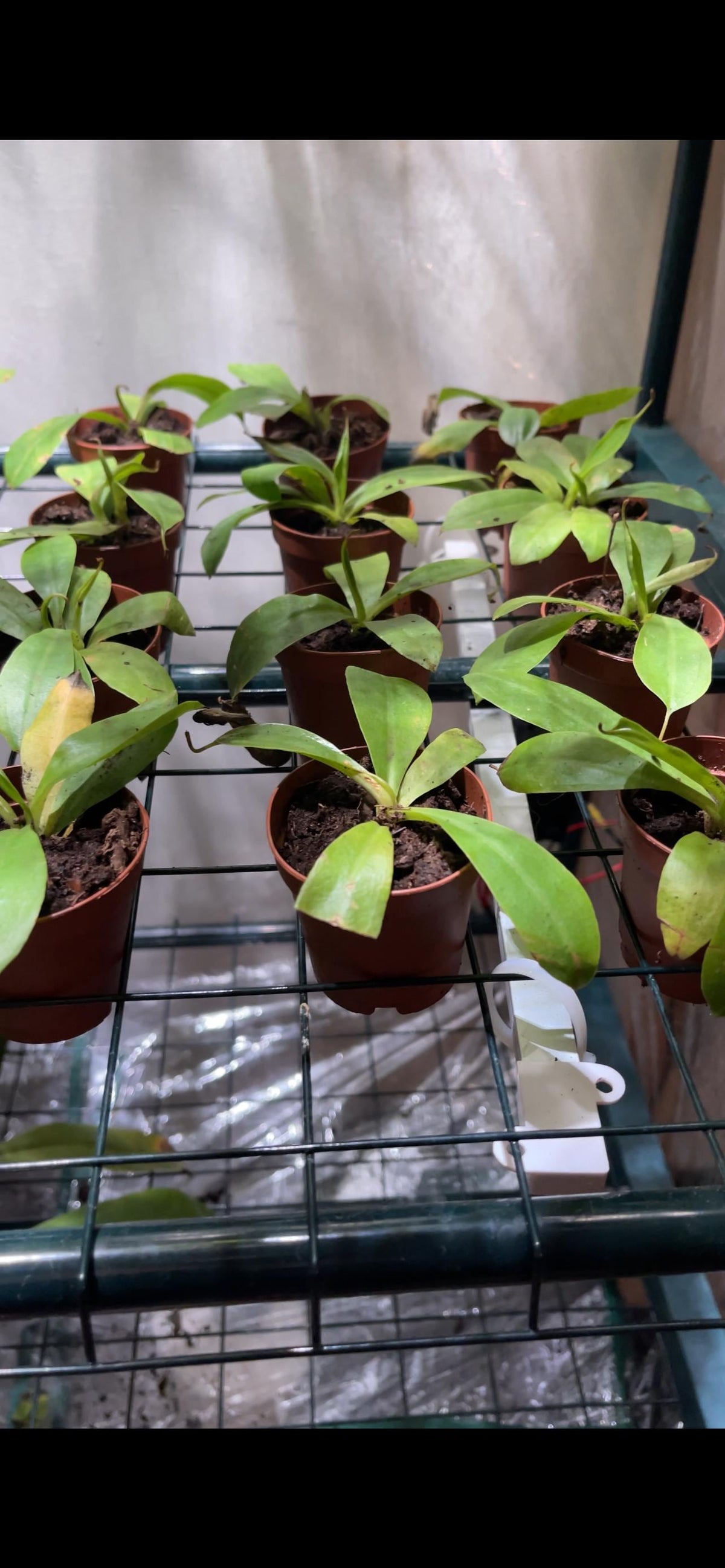Nepenthes x Miranda Starter Plant, Live Carnivorous Pitcher Plant, Fast Growing Tropical Houseplant with Red Pitchers, 2 Sizes