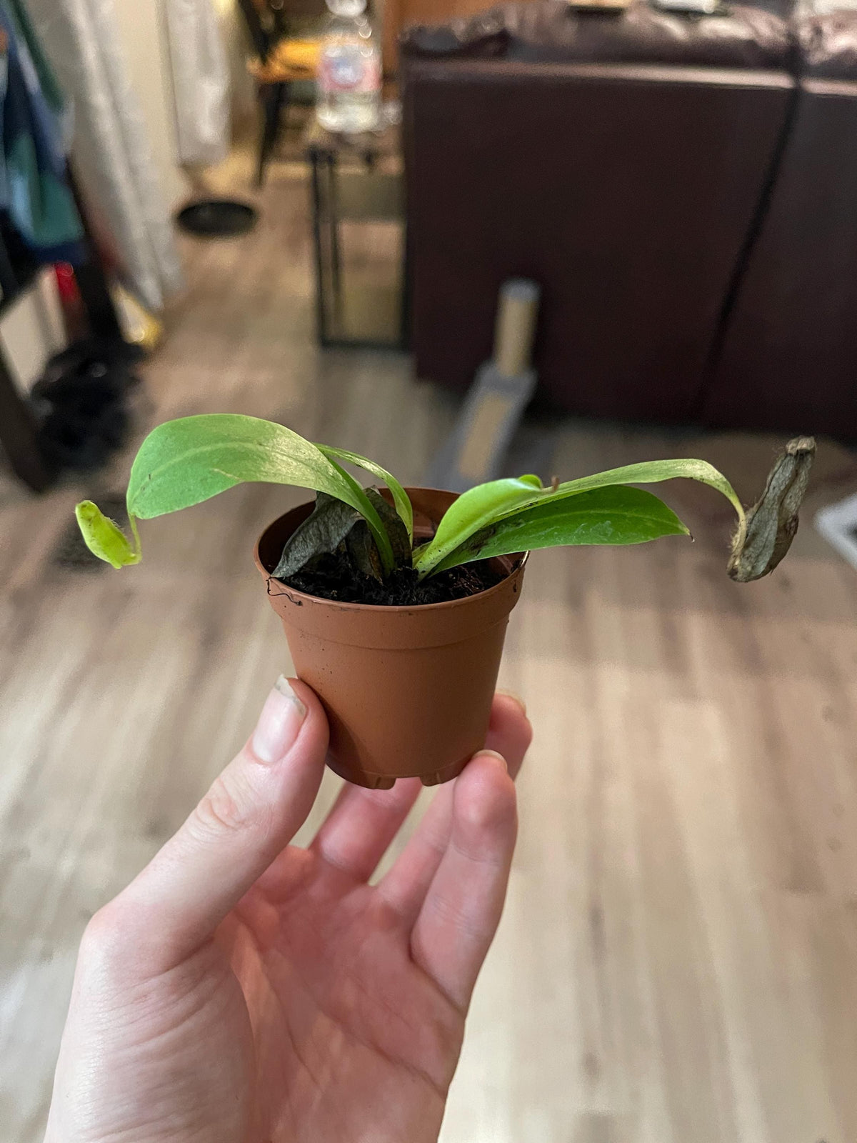 Nepenthes x Miranda Starter Plant, Live Carnivorous Pitcher Plant, Fast Growing Tropical Houseplant with Red Pitchers, 2 Sizes