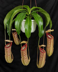 Nepenthes x Miranda Starter Plant, Live Carnivorous Pitcher Plant, Fast Growing Tropical Houseplant with Red Pitchers, 2 Sizes