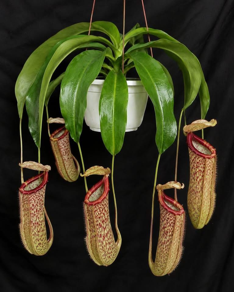 Nepenthes x Miranda Starter Plant, Live Carnivorous Pitcher Plant, Fast Growing Tropical Houseplant with Red Pitchers, 2 Sizes