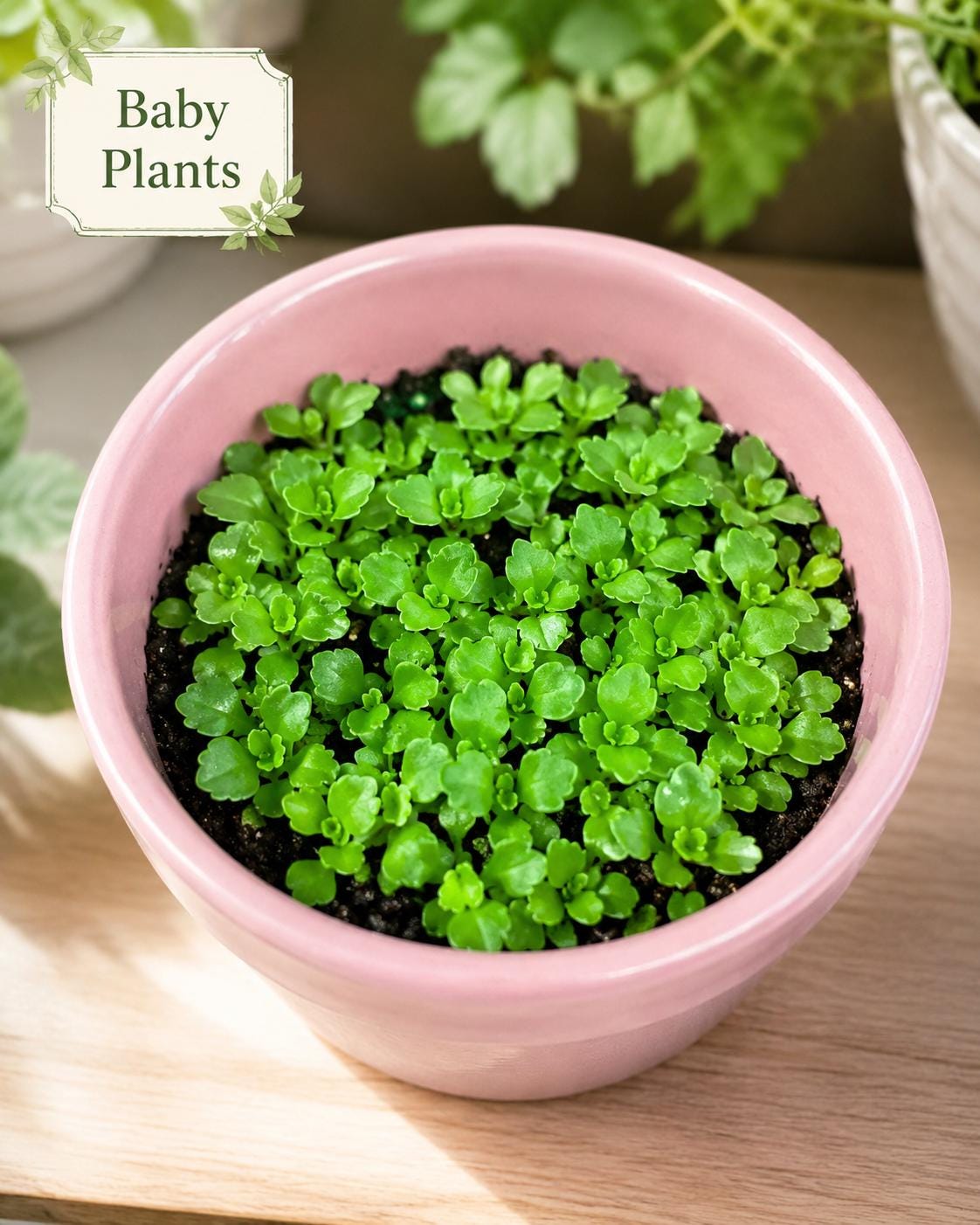 Live Mother of Thousands Kalanchoe Daigremontiana, Rooted Succulent Starter, Mexican Hat Alligator Plant, Easy Houseplant Gift