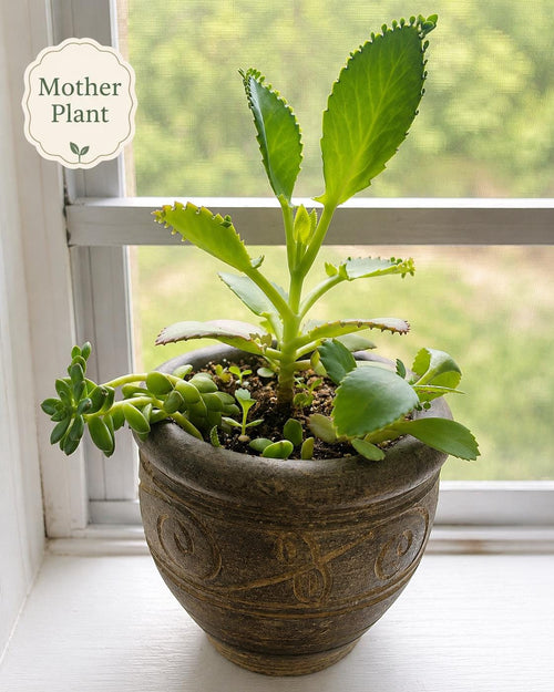 Live Mother of Thousands Kalanchoe Daigremontiana, Rooted Succulent Starter, Mexican Hat Alligator Plant, Easy Houseplant Gift