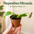 Nepenthes x Miranda Starter Plant, Live Carnivorous Pitcher Plant, Fast Growing Tropical Houseplant with Red Pitchers, 2 Sizes