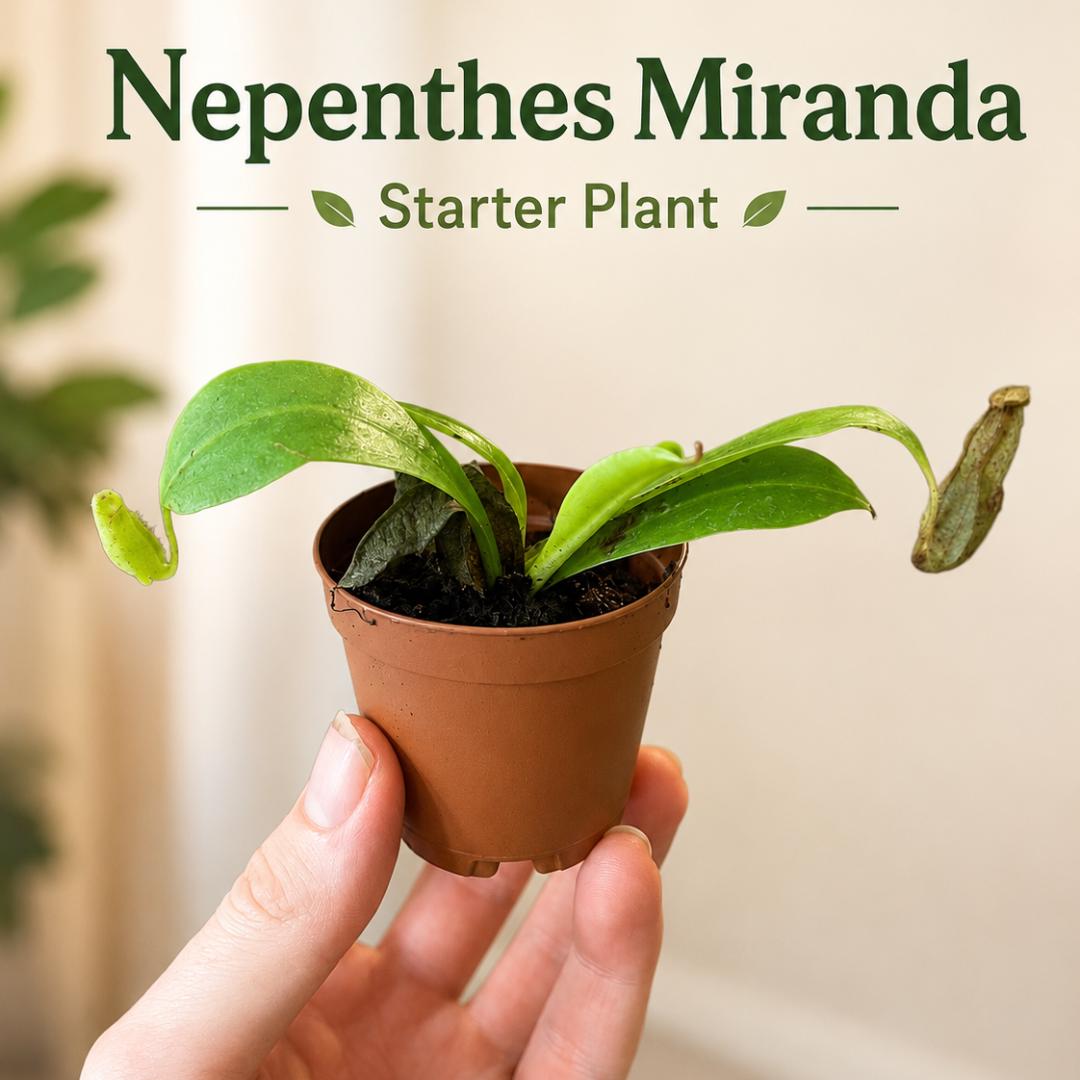 Nepenthes x Miranda Starter Plant, Live Carnivorous Pitcher Plant, Fast Growing Tropical Houseplant with Red Pitchers, 2 Sizes