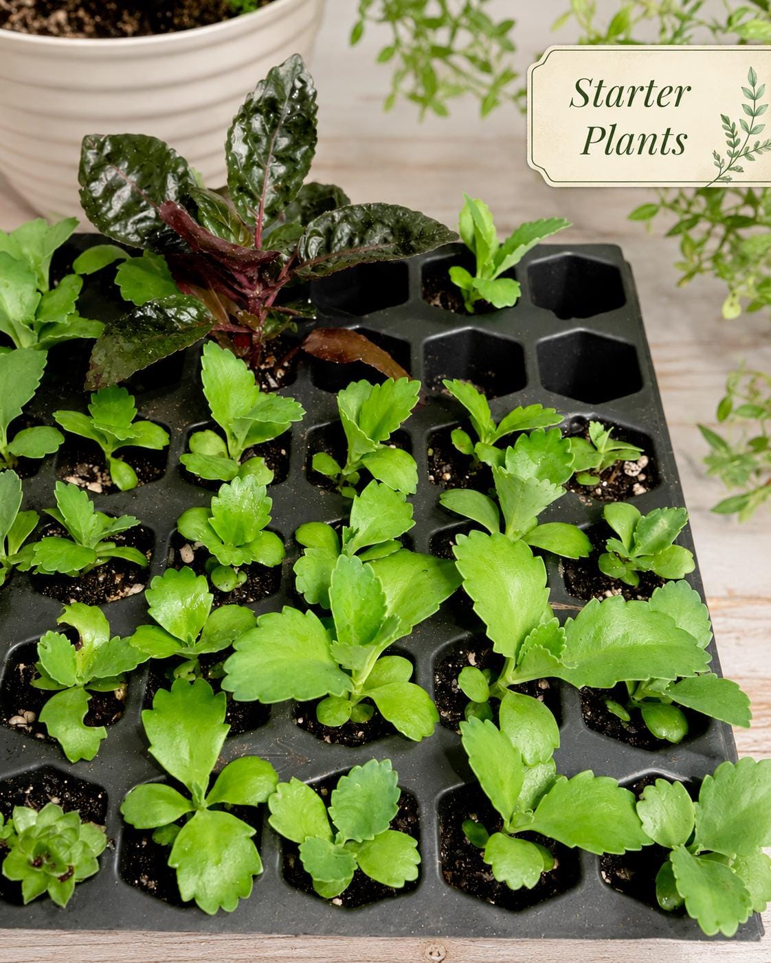 Live Mother of Thousands Kalanchoe Daigremontiana, Rooted Succulent Starter, Mexican Hat Alligator Plant, Easy Houseplant Gift