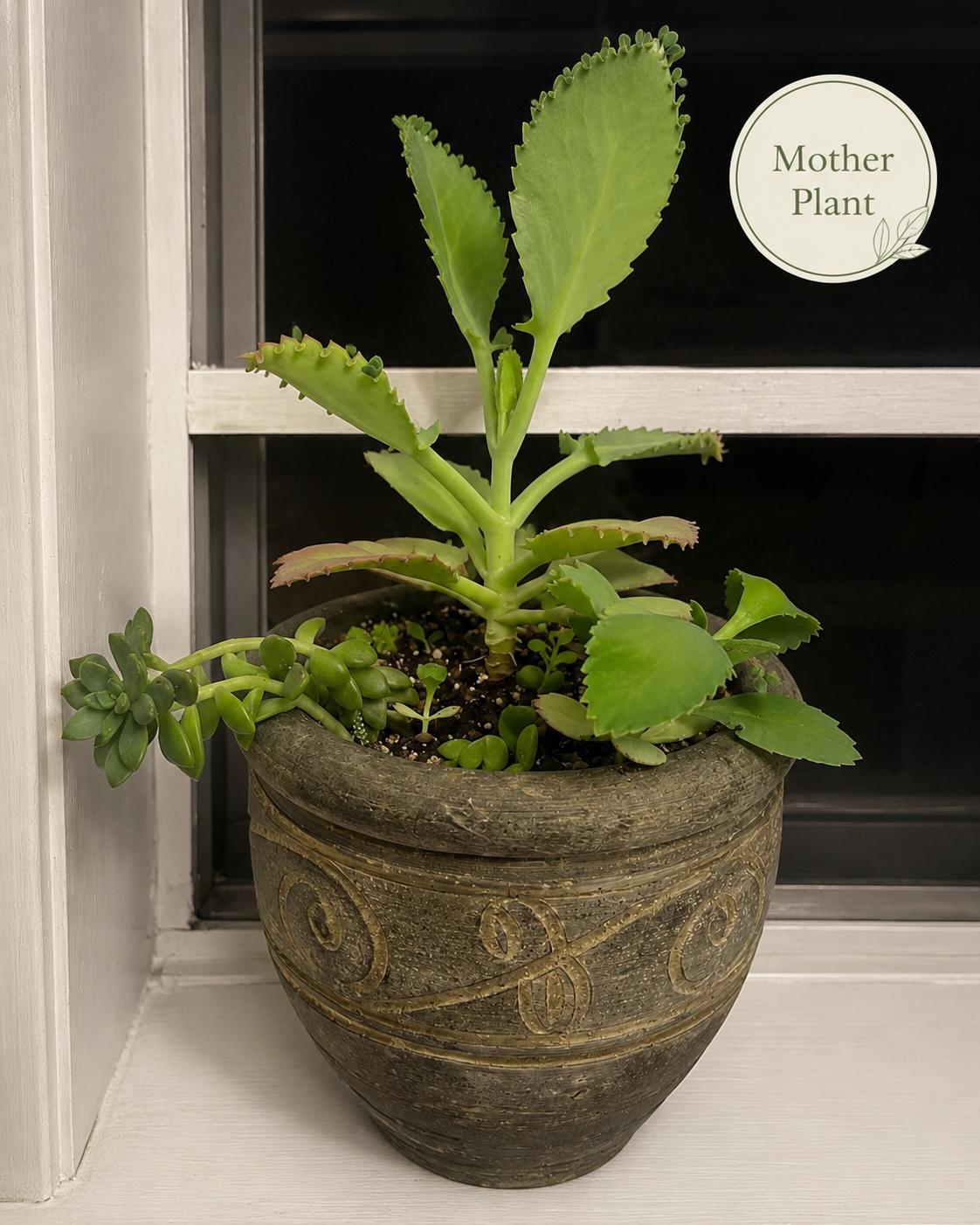 Live Mother of Thousands Kalanchoe Daigremontiana, Rooted Succulent Starter, Mexican Hat Alligator Plant, Easy Houseplant Gift
