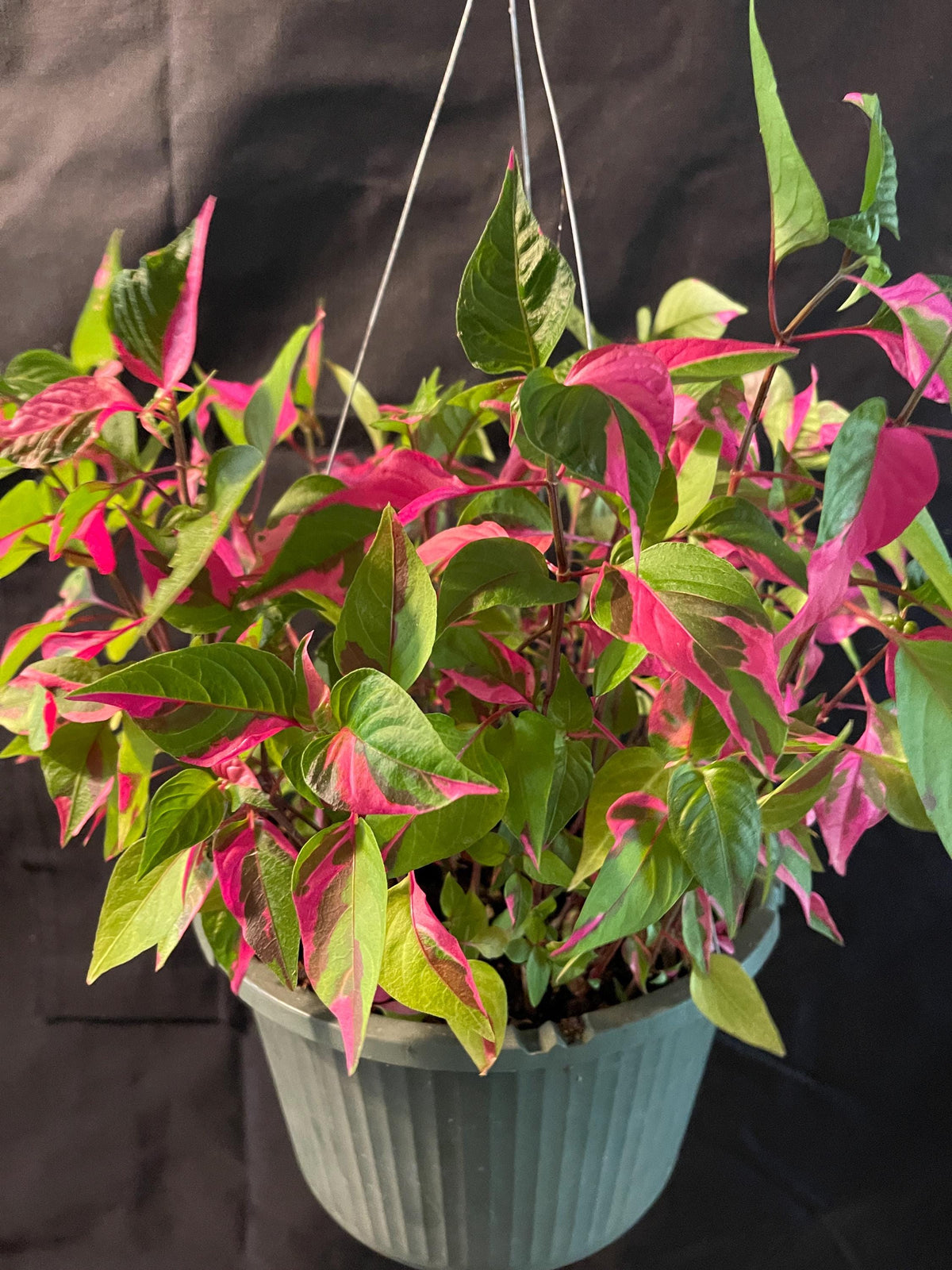Alternanthera Party Time