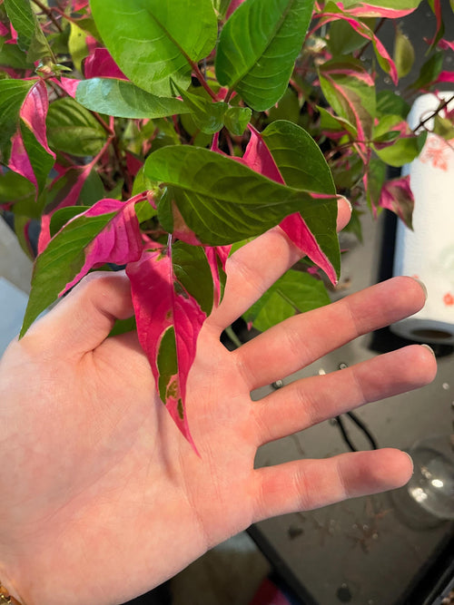 Pink & Green Foliage