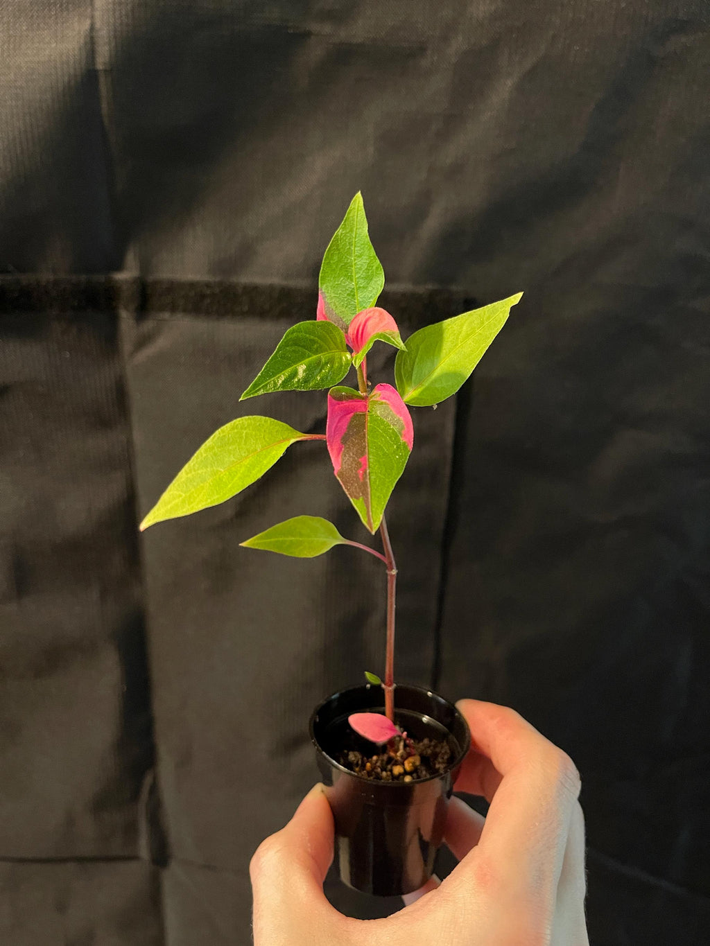 Live Starter Plant