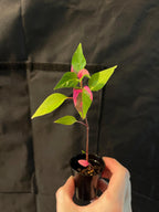 Live Starter Plant