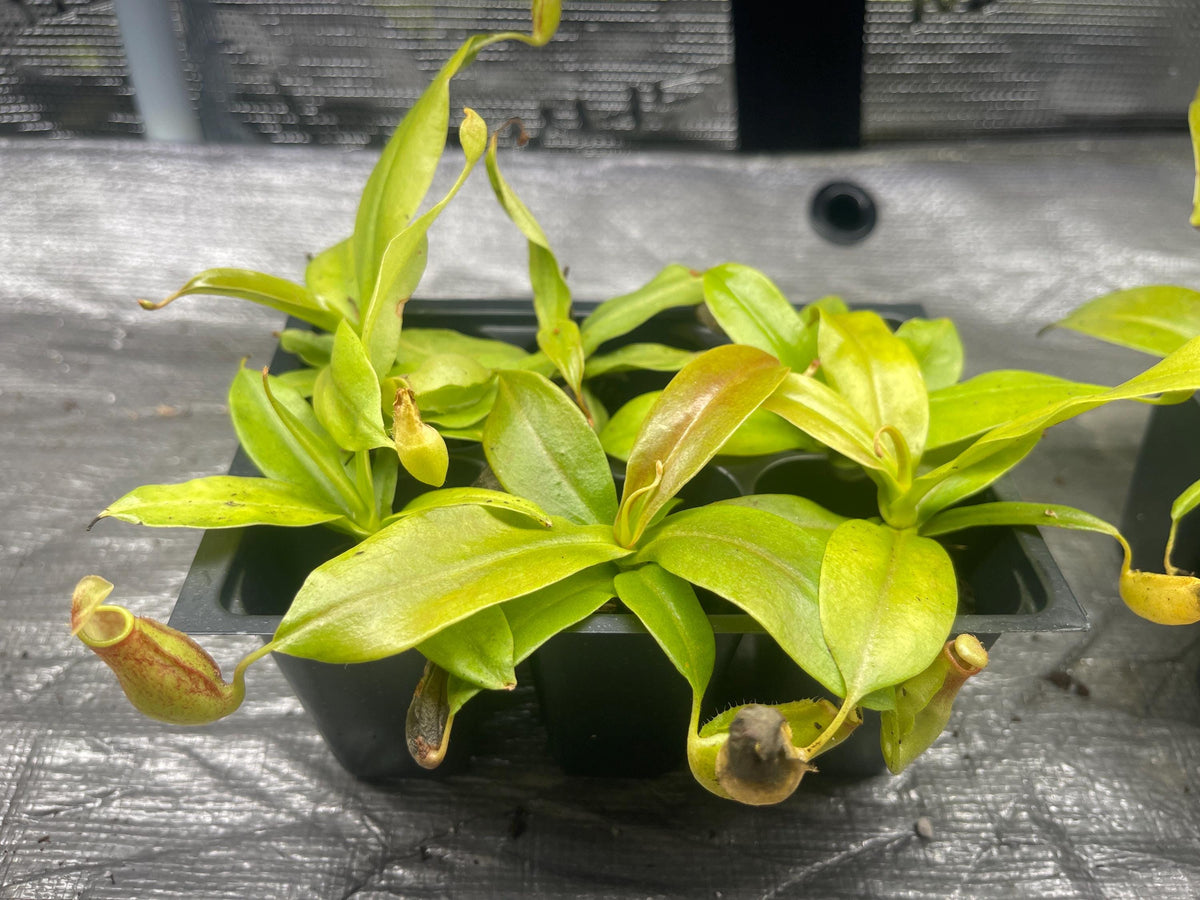 Tray of young Nepenthes St. Gaya plants in black pots with small green pitchers forming