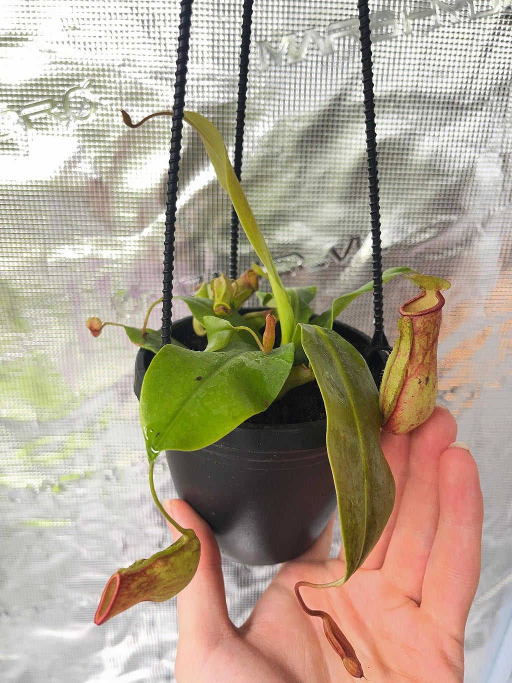 Nepenthes in a black hanging basket with several large dangling pitchers