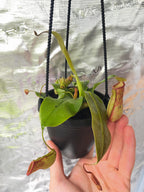 Nepenthes in a black hanging basket with several large dangling pitchers