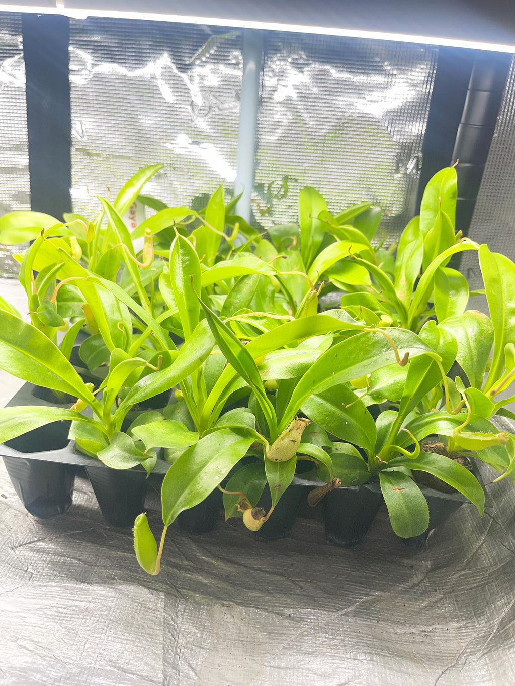 Nepenthes Care Guide PDF, Tropical Pitcher Plant Care Instructions, Monkey Jar Plant Help, Printable Troubleshooting Sheet for Growers