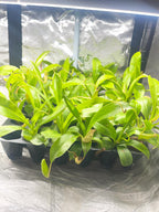 Nepenthes Care Guide PDF, Tropical Pitcher Plant Care Instructions, Monkey Jar Plant Help, Printable Troubleshooting Sheet for Growers