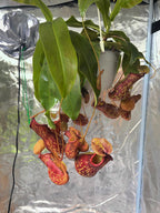 Nepenthes Care Guide PDF, Tropical Pitcher Plant Care Instructions, Monkey Jar Plant Help, Printable Troubleshooting Sheet for Growers