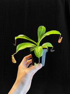 Rooted Nepenthes x ventrata starter plant held in one hand, showing the full plant in a 3-inch black nursery pot.
Young green pitchers hanging from the leaf tips of a Nepenthes x ventrata starter plant.
Tray of uniform Nepenthes x ventrata starter plants in black nursery pots under a grow light.
Overhead view of current Nepenthes x ventrata stock showing strap-shaped leaves and developing pitchers.