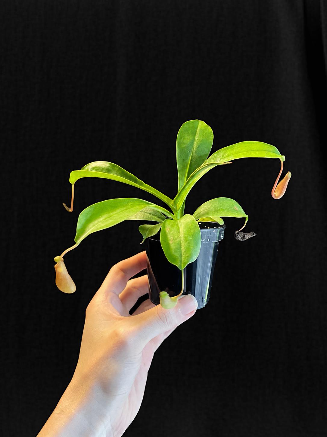 Rooted Nepenthes x ventrata starter plant held in one hand, showing the full plant in a 3-inch black nursery pot.
Young green pitchers hanging from the leaf tips of a Nepenthes x ventrata starter plant.
Tray of uniform Nepenthes x ventrata starter plants in black nursery pots under a grow light.
Overhead view of current Nepenthes x ventrata stock showing strap-shaped leaves and developing pitchers.