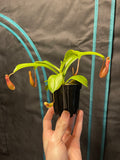 Rooted Nepenthes x ventrata starter plant held in one hand, showing the full plant in a 3-inch black nursery pot.
Young green pitchers hanging from the leaf tips of a Nepenthes x ventrata starter plant.
Tray of uniform Nepenthes x ventrata starter plants in black nursery pots under a grow light.
Overhead view of current Nepenthes x ventrata stock showing strap-shaped leaves and developing pitchers.
