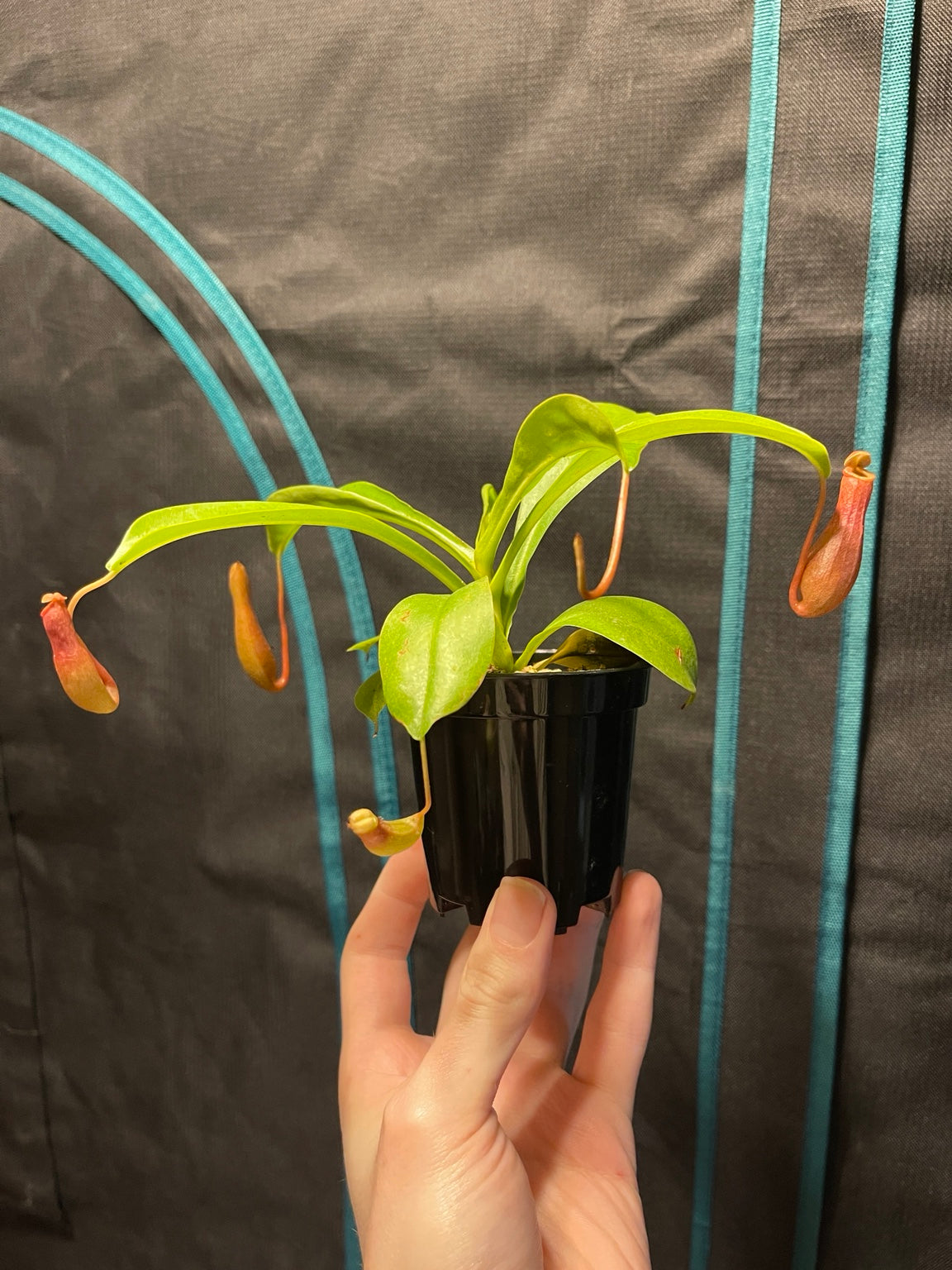 Rooted Nepenthes x ventrata starter plant held in one hand, showing the full plant in a 3-inch black nursery pot.
Young green pitchers hanging from the leaf tips of a Nepenthes x ventrata starter plant.
Tray of uniform Nepenthes x ventrata starter plants in black nursery pots under a grow light.
Overhead view of current Nepenthes x ventrata stock showing strap-shaped leaves and developing pitchers.