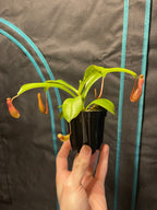 Rooted Nepenthes x ventrata starter plant held in one hand, showing the full plant in a 3-inch black nursery pot.
Young green pitchers hanging from the leaf tips of a Nepenthes x ventrata starter plant.
Tray of uniform Nepenthes x ventrata starter plants in black nursery pots under a grow light.
Overhead view of current Nepenthes x ventrata stock showing strap-shaped leaves and developing pitchers.