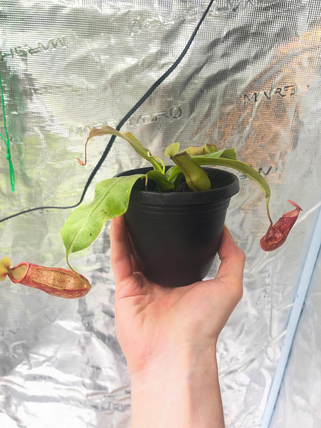 Hand holding a potted Nepenthes against a reflective greenhouse wall, a developing pitcher beside it