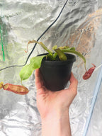 Hand holding a potted Nepenthes against a reflective greenhouse wall, a developing pitcher beside it