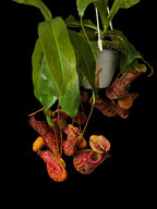 Mature Nepenthes Miranda in a white pot with many large red speckled pitchers on a black background