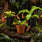Three Nepenthes pitcher plants in nursery pots on moss and driftwood, the starter 3-pack