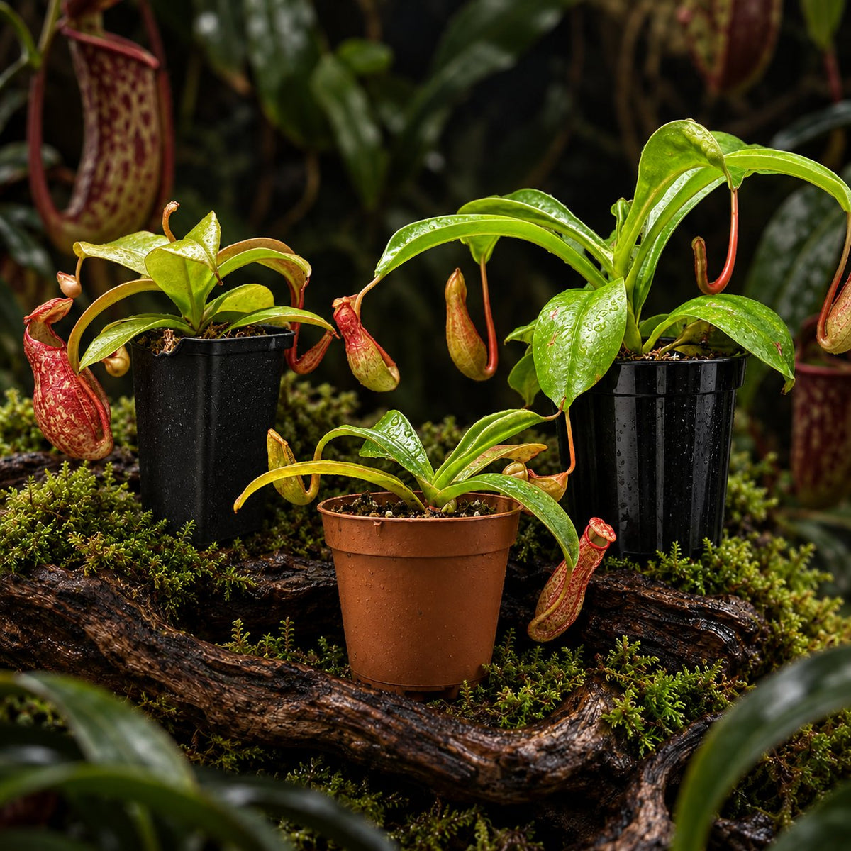 Three Nepenthes pitcher plants in nursery pots on moss and driftwood, the starter 3-pack