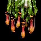 Hanging Nepenthes with a row of slim orange and red pitchers on a black background