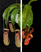 Carnivorous Plant Care Cards Printable, Venus Flytrap Sarracenia Sundew Butterwort Care Instructions, 6 Species Digital Download