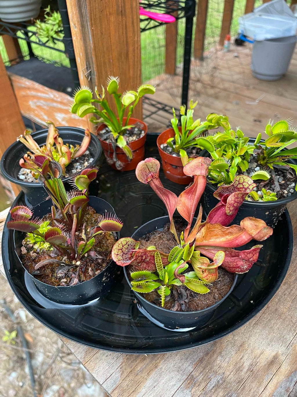 Carnivorous Plant Care Cards Printable, Venus Flytrap Sarracenia Sundew Butterwort Care Instructions, 6 Species Digital Download