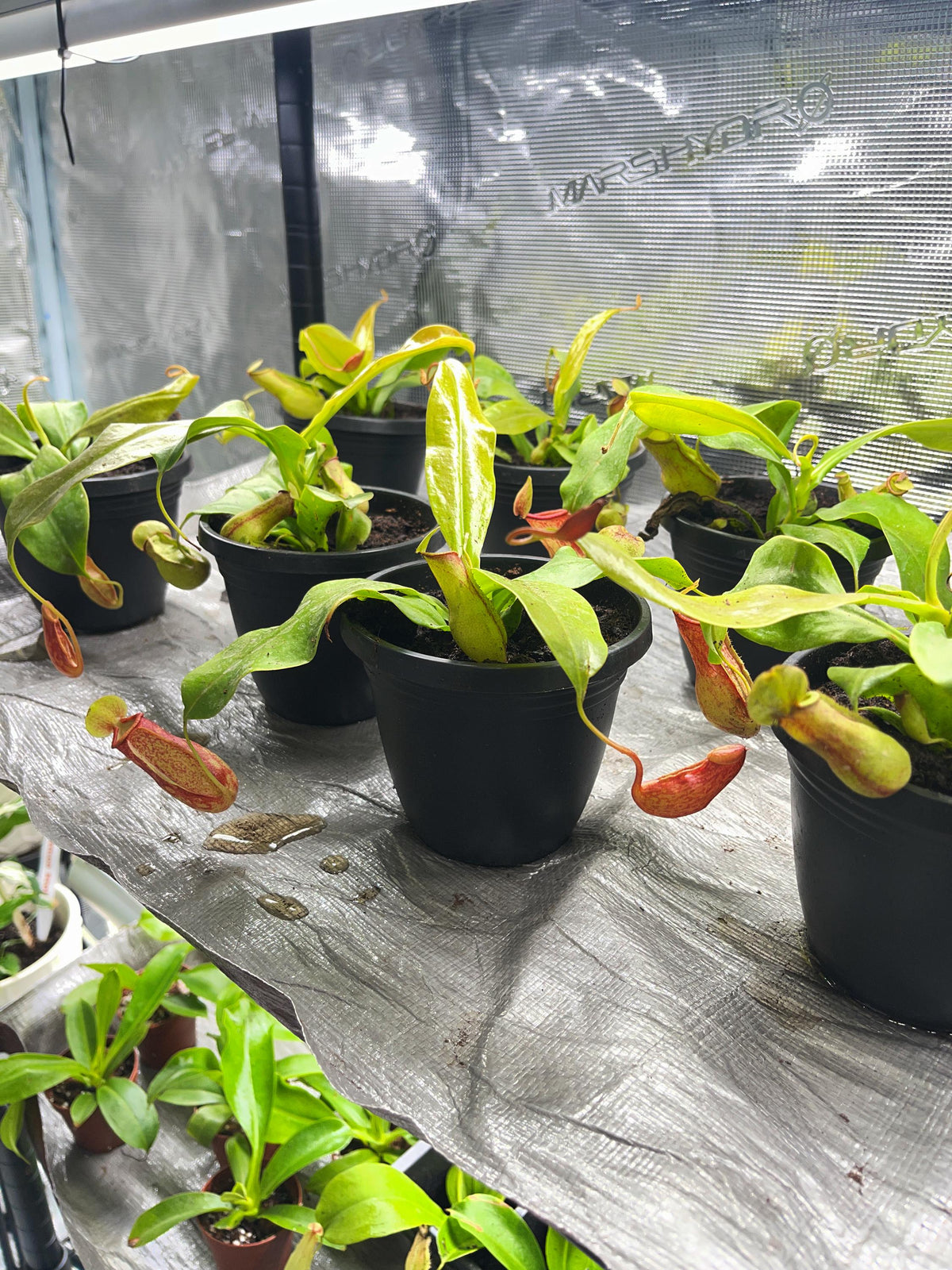 Carnivorous Plant Care Cards Printable, Venus Flytrap Sarracenia Sundew Butterwort Care Instructions, 6 Species Digital Download