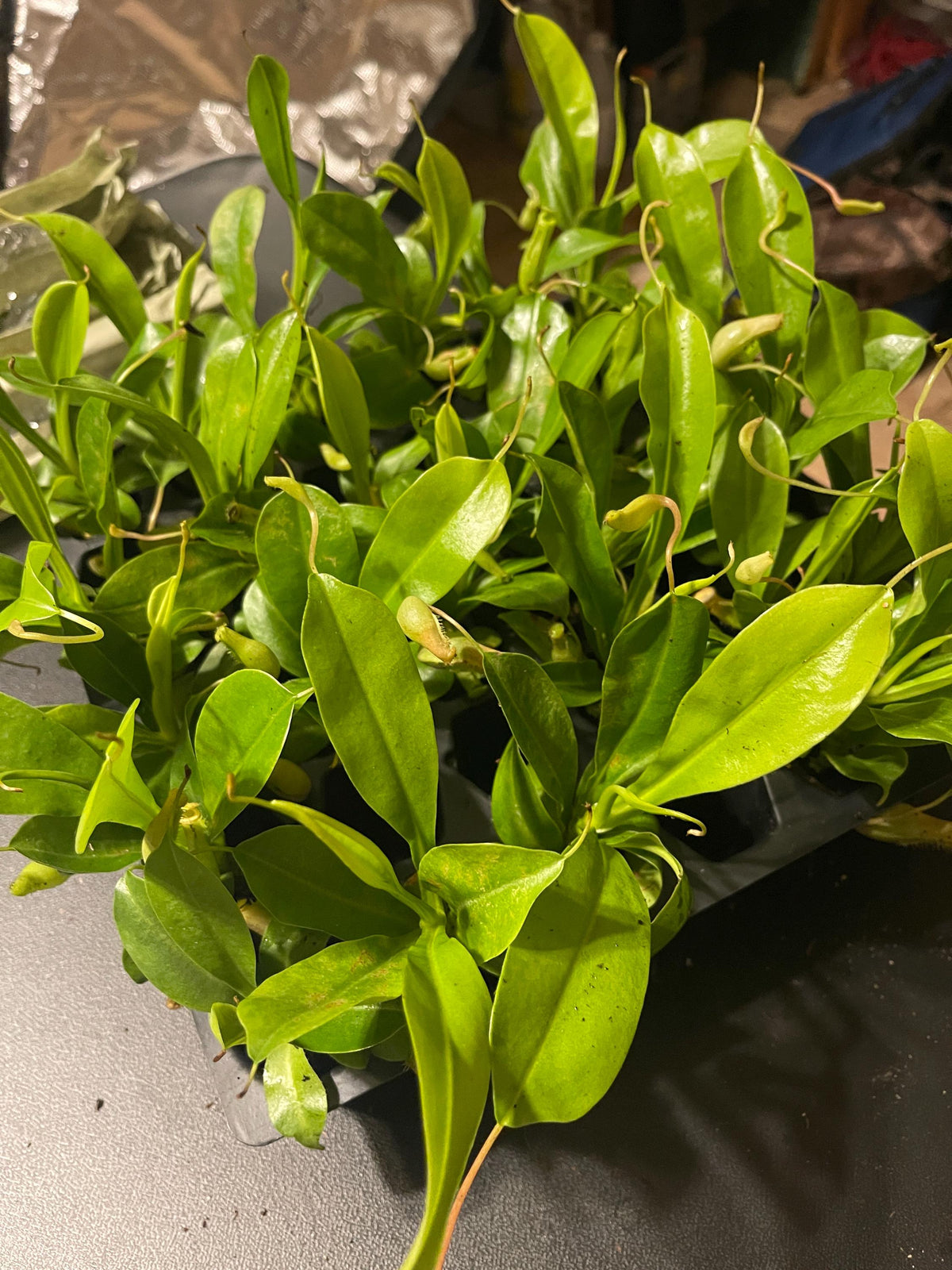 Rooted Nepenthes x ventrata starter plant held in one hand, showing the full plant in a 3-inch black nursery pot.
Young green pitchers hanging from the leaf tips of a Nepenthes x ventrata starter plant.
Tray of uniform Nepenthes x ventrata starter plants in black nursery pots under a grow light.
Overhead view of current Nepenthes x ventrata stock showing strap-shaped leaves and developing pitchers.