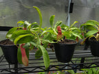 Rooted Nepenthes x ventrata starter plant held in one hand, showing the full plant in a 3-inch black nursery pot.
Young green pitchers hanging from the leaf tips of a Nepenthes x ventrata starter plant.
Tray of uniform Nepenthes x ventrata starter plants in black nursery pots under a grow light.
Overhead view of current Nepenthes x ventrata stock showing strap-shaped leaves and developing pitchers.