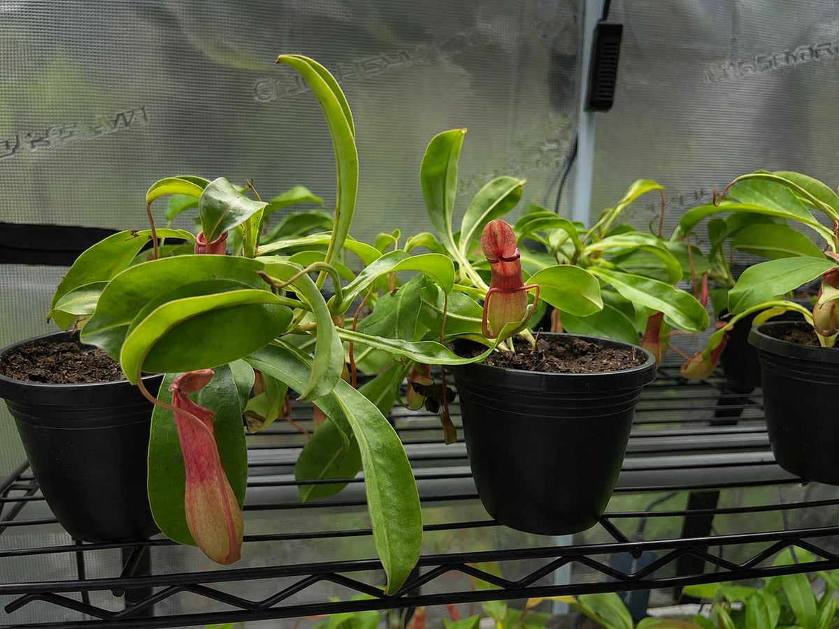 Rooted Nepenthes x ventrata starter plant held in one hand, showing the full plant in a 3-inch black nursery pot.
Young green pitchers hanging from the leaf tips of a Nepenthes x ventrata starter plant.
Tray of uniform Nepenthes x ventrata starter plants in black nursery pots under a grow light.
Overhead view of current Nepenthes x ventrata stock showing strap-shaped leaves and developing pitchers.