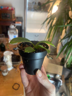 Small Nepenthes starter plant in a black pot held in a hand indoors, showing its true size