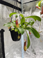Nepenthes in a black hanging basket with chain and several red pitchers in a grow tent