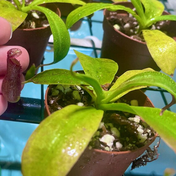 Nepenthes potting mix and care details